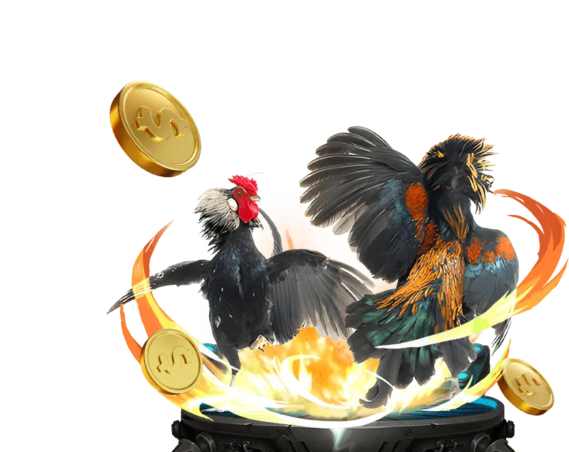 Cá cược Đá gà hj88